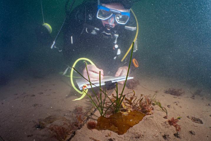 A scuba diver taking notes on the health of seagrasses