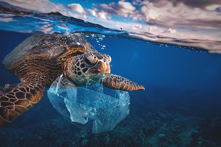 Une tortue de mer plongeant à côté d'un sac plastique dans l'océan. 