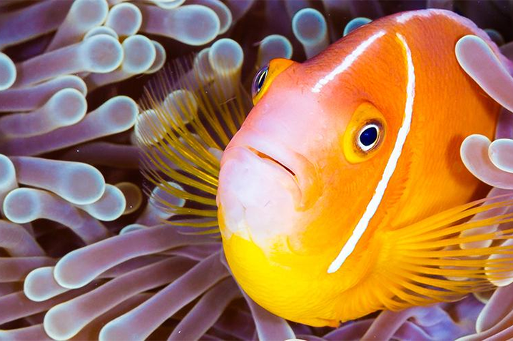 Día Mundial de los Océanos: Estos son los animales marinos más extraños en  la actualidad