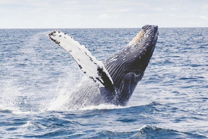 Whale jumps out in the ocean