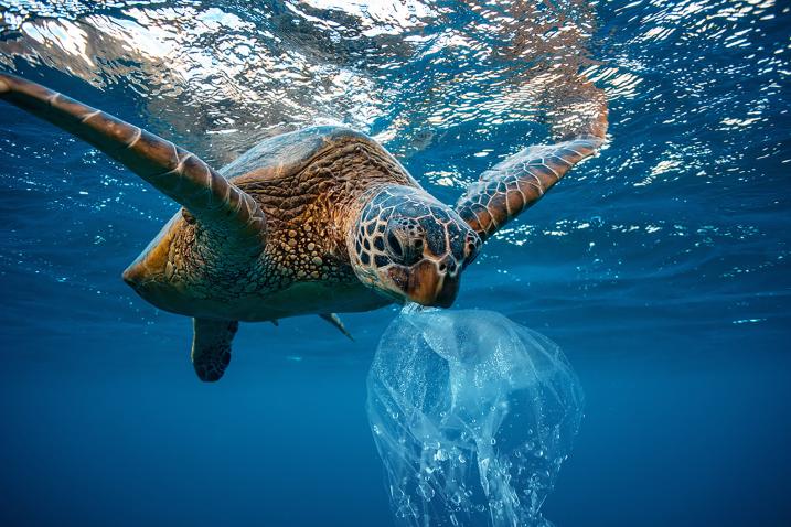 Une tortue mange un sac en plastique dans l'océan