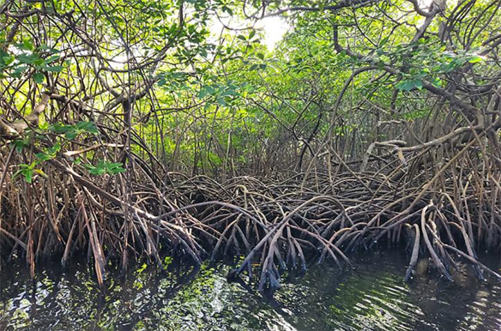 Mangroves