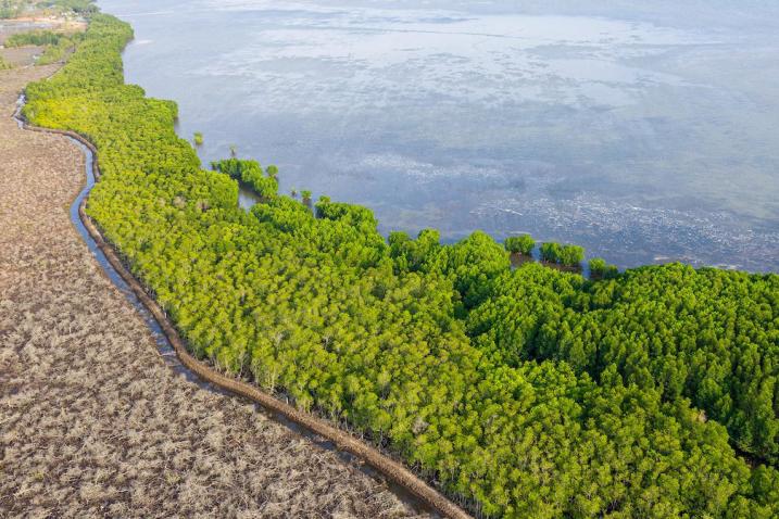 Vue aérienne d'une étendue de mangroves