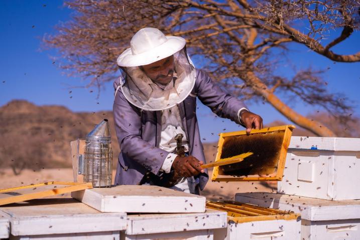 Un apiculteur récoltant du miel