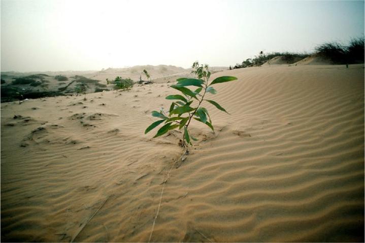 Eucalyptus plant taking root on the sand dunes near Lompoul, Senegal.