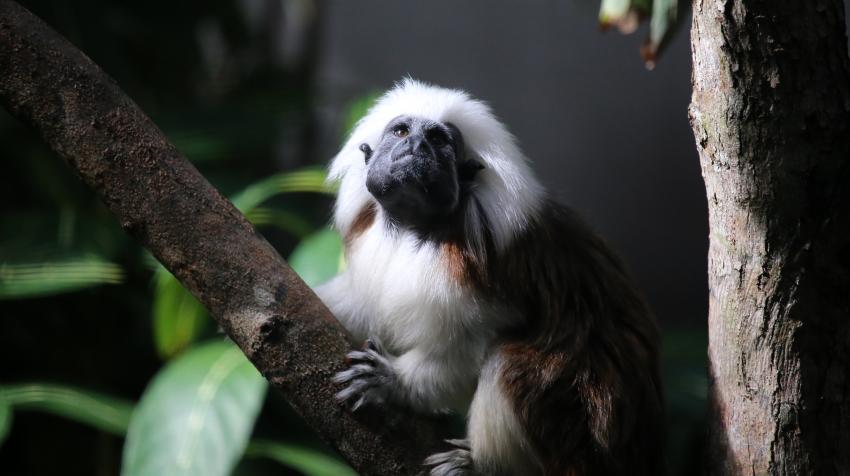 The cotton-top tamarin, one of the smallest primates, is found in northwestern Colombia. Photo: cuatrok77