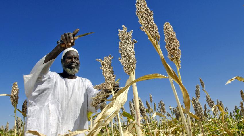 A local Sudanese farmer harvests seeds from the field. 