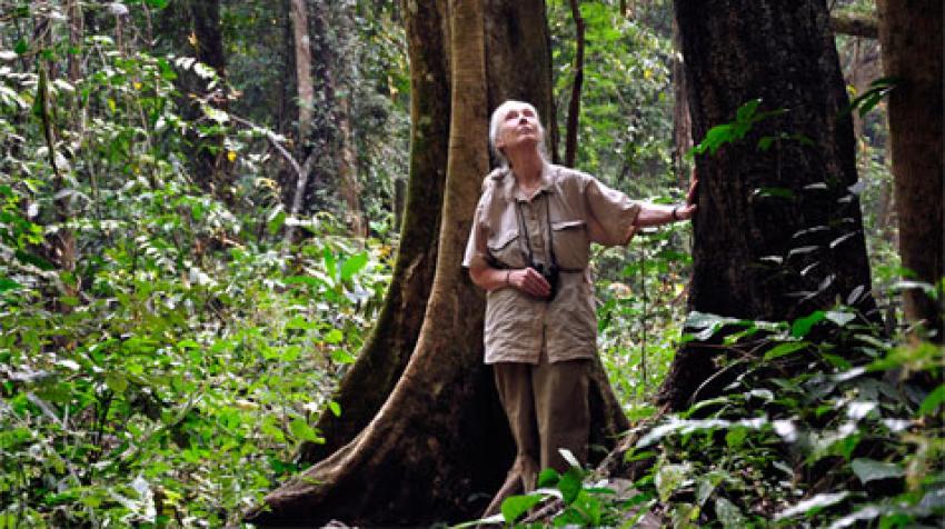 Jane Goodall