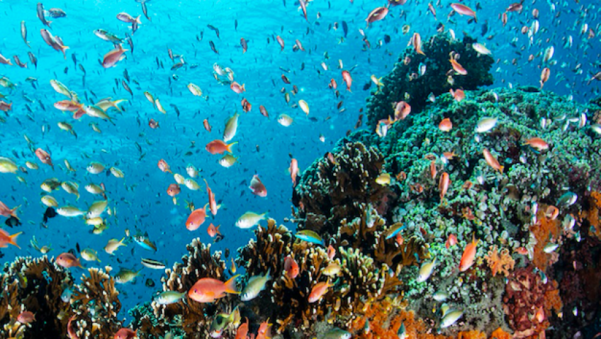 ocean_fish copy|visualization competition|Visual-Competition