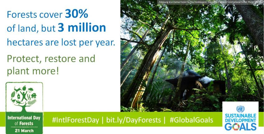 Forest_Fact1|Forest_Fact2