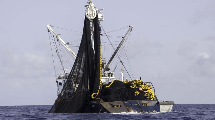 Tuna purse seine vessel recovering its net. © TM-Tracking