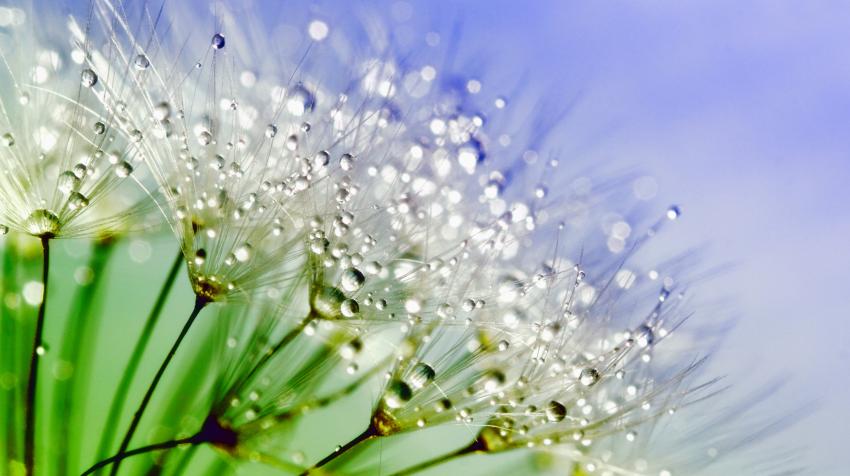 White flowers with water droplets. Anthony/Pexels