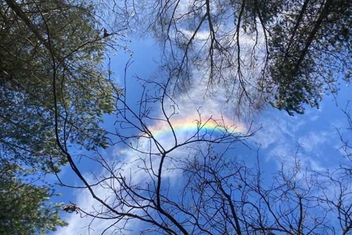 rainbow in clouds on a sun day, seen through trees 