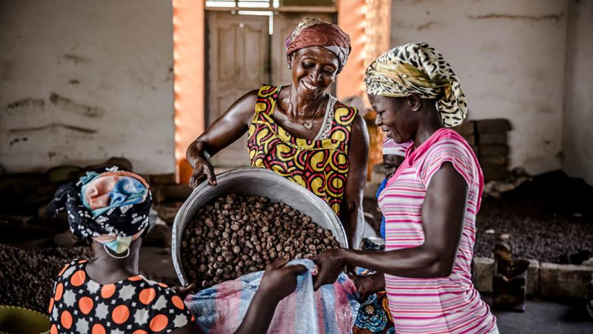 Photo credit: FAO/Luis Tato. Women are collecting harvest. 