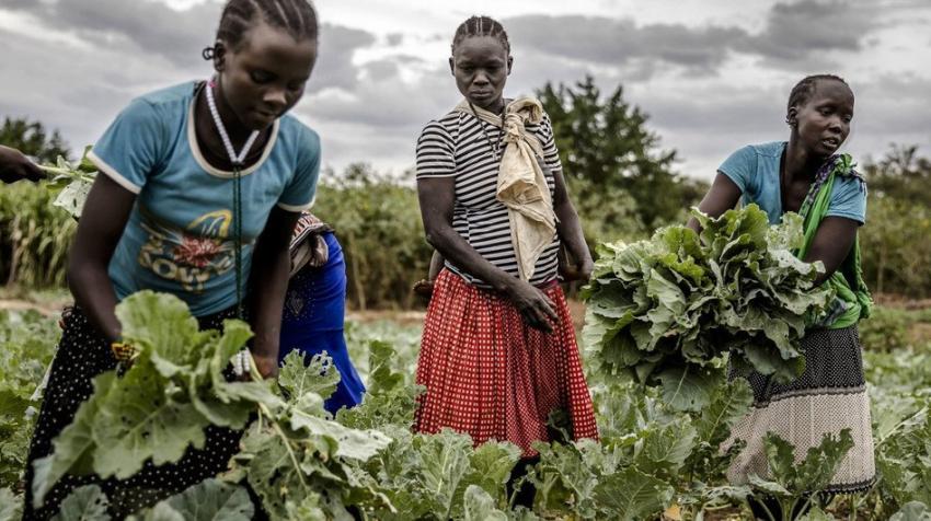  FAO/Luis Tato. A young girl helps collect her family's harvest in Amudat, Uganda.