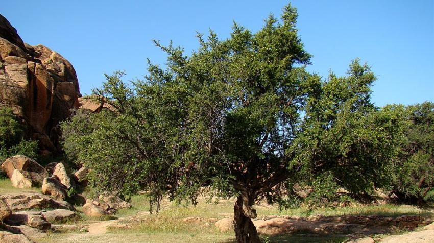 An argan tree in a valley near Tafraoute, Morocco. Photo: Bjørn Christian Tørrissen/Wikimedia Commons