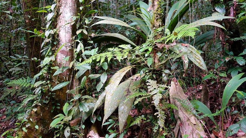 Biodiversité forestière dans la réserve naturelle de Cuyabeno, en Équateur, 28 février 2019. Fährtenleser, CC BY-SA 4.0 via Wikimedia Commons