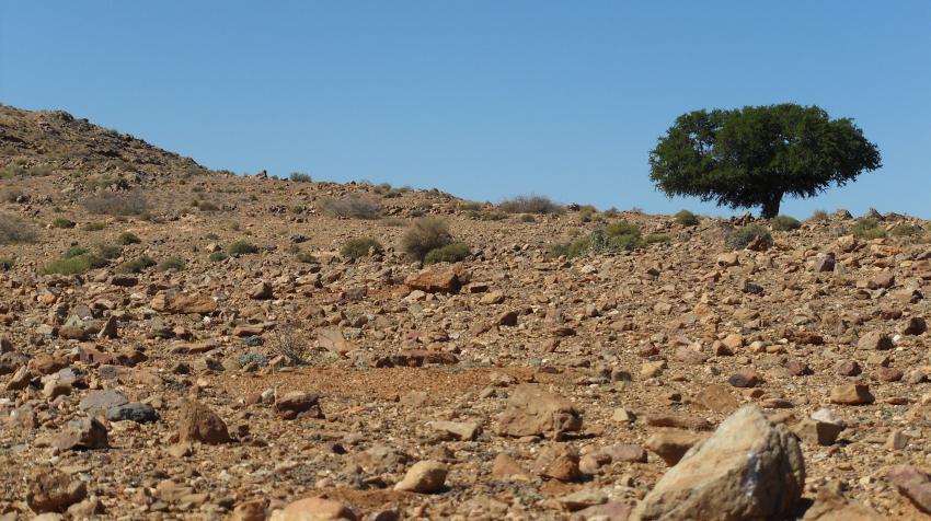 شجرة أركَان وحيدة في منطقة قاحلة، تافراوت في المغرب. الصورة: F.Benotman/Wikimedia Commons