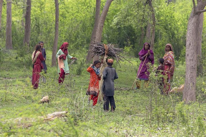 巴基斯坦奇查瓦特尼森林保护区的游牧民族正在收集烹饪用的木质燃料，摄于2016年3月16日。维基共享资源/Tahsin Shah，知识共享署名-相同方式共享4.0
