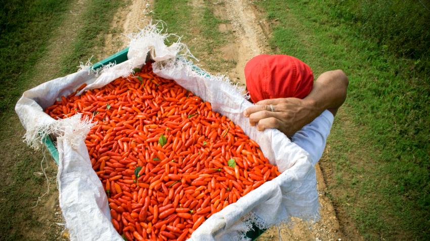 Robeiro, an ex-combatant from an illegal paramilitary group in Colombia, carries harvested chili peppers. He is one of 300 beneficiaries of an income generation project implemented by IOM Colombia. OM/Diego Samora