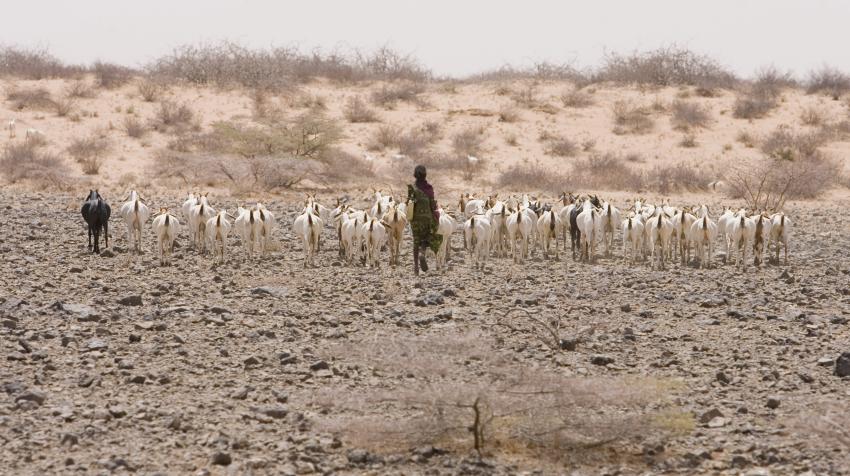 En Kenia, un pastor guarda su rebaño de cabras en el desierto de Chalbi. Los pastores caminan durante dos horas desde el pueblo en North Horr hasta el oasis de El Bes en busca de agua. © FAO/Giulio Napolitano