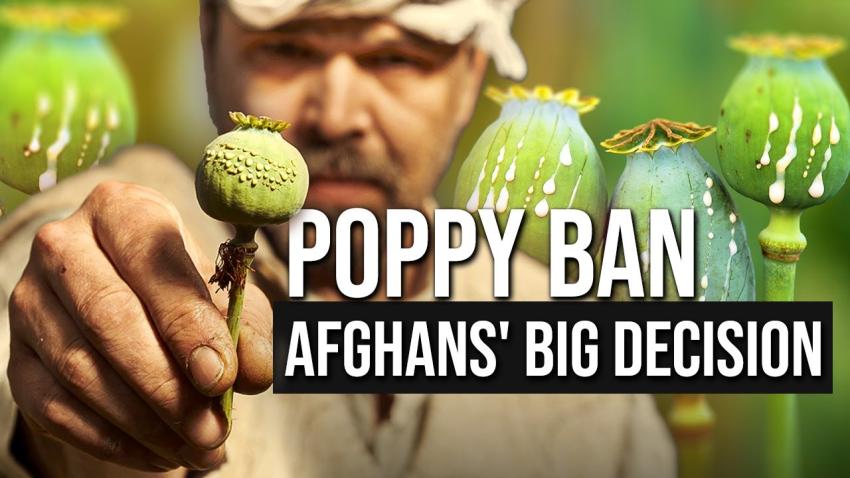 Taliban's Poppy Ban in Afghanistan: Can It Work?