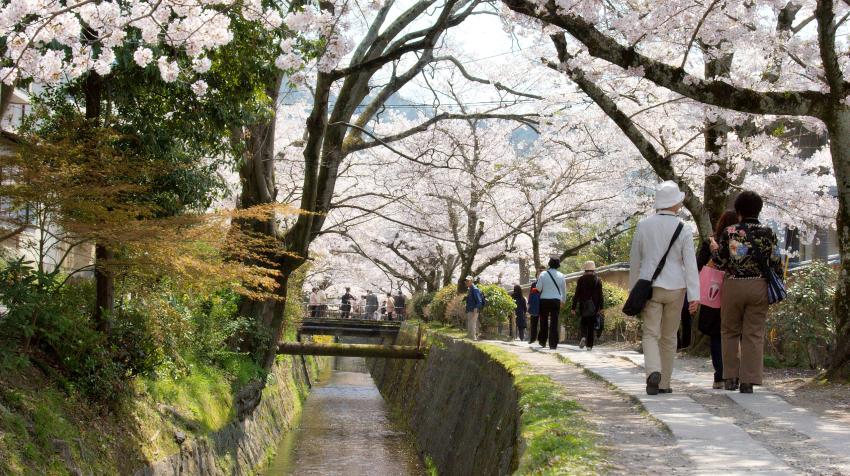 Paseo de los filósofos, un camino peatonal que bordea un canal rodeado de cerezos en Kioto, Japón. Kimon Berlin mediante Wikimedia Commons 