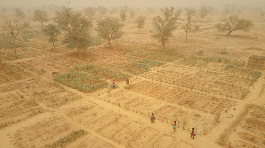 古贝花园位于尼日尔干旱的多索地区，是世界粮食计划署与尼日利亚非政府组织Garkua合作实施的一个预期行动项目，该项目得到了中央应急基金拨款的支持，旨在帮助减轻干旱对当地社区的影响，摄于2023年5月15日。人道协调厅/Michele Cattani