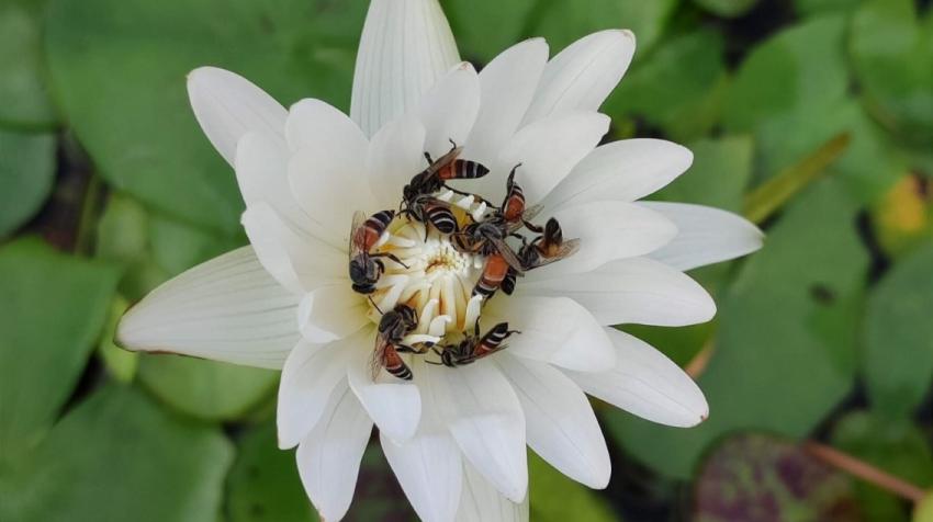 Wild bees on a lotus flower in Suan Plu Public Park, Bangkok, Thailand. Pierre Ferrand