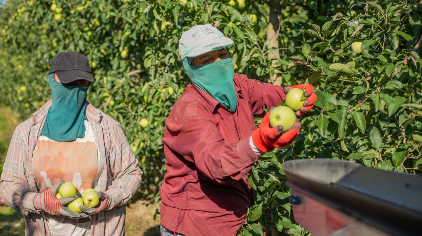 Apple picking in Khachmaz, Azerbaijan, 19 September 2023. WHO / Sue Price 
