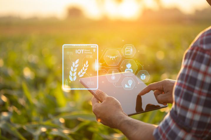digital tablet in corn crop