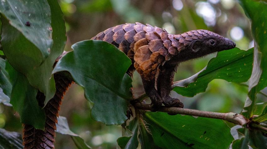 A long-tailed pangolin (Manis tetradactyla), listed in Appendix I of the Convention on International Trade in Endangered Species of Wild Fauna and Flora (CITES). Photo: Angiolo/Adobe Stock