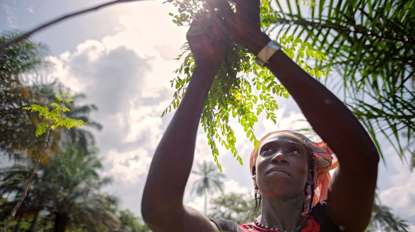 من خلال منحة مقدمة من هيئة الأمم المتحدة للمرأة، قامت مؤسسة (Partenariat Recherches Environnement Medias) للأبحاث البيئية بتعليم النساء في كاتفورا، بغينيا، كيفية زراعة شجرة المورينغا الغنية بالفيتامينات وكيفية تنظيف أوراقها وبيعها. UN-Women/Joe Saade.
