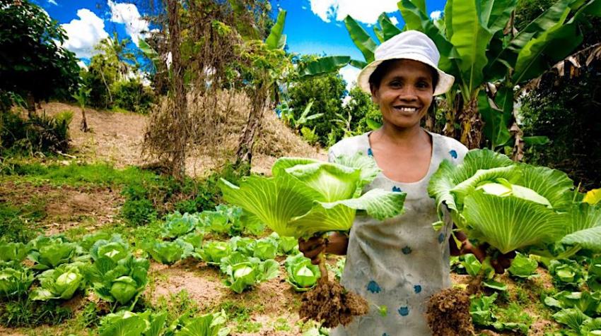 Madagascan cabbage farmer