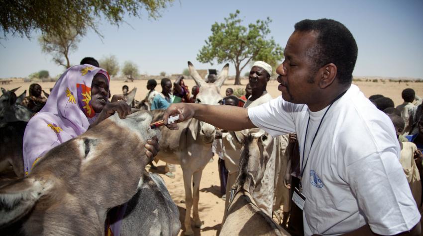 An officer checks animals and treats them against disease. 