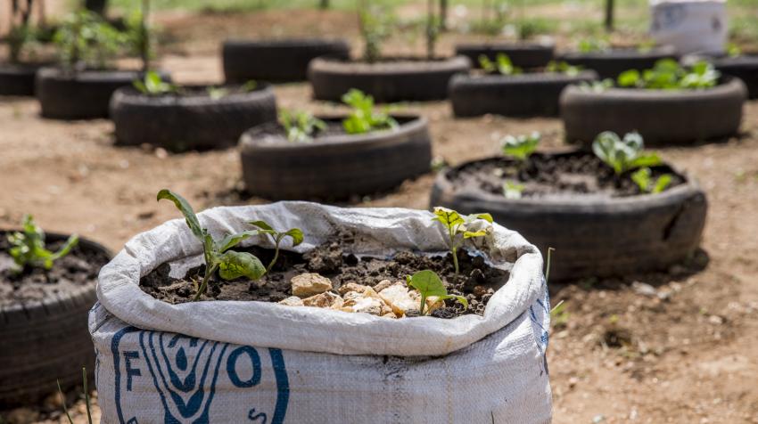 A school garden in South Sudan where food crops are being cultivated as part of a project. 