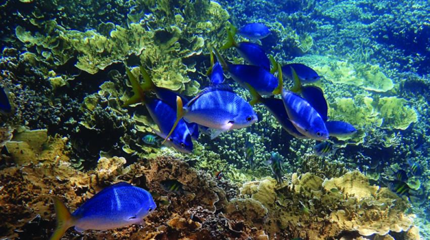 Great Barrier Reef, Australia. 