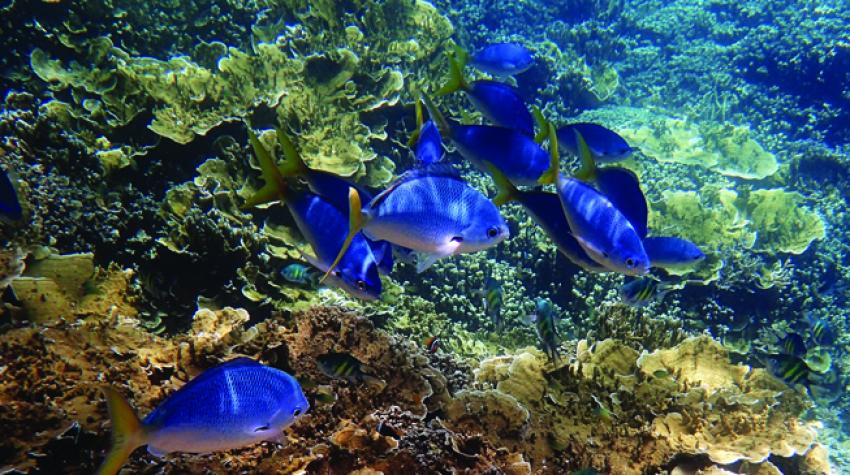 保护孕育大堡礁的珊瑚海 联合国