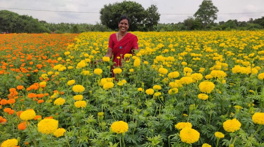 Photo of farmer in the field