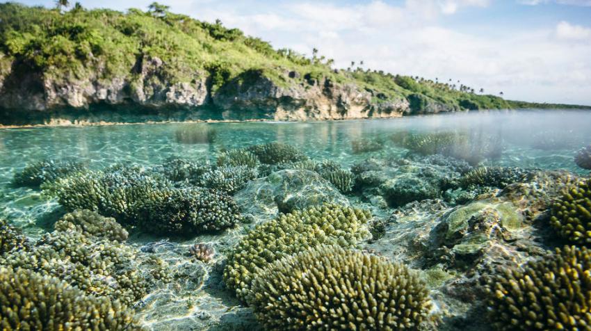 coral reef in Pacific