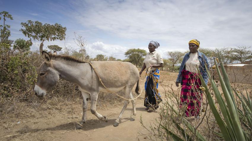 Image of small-holder farmers with their working donkey