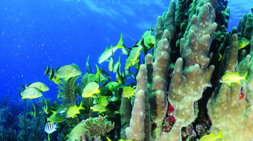 Schooling French grunts, surrounding pillar coral in the Bloody Bay Marine Park on Little Cayman. ©Diana Schmitt