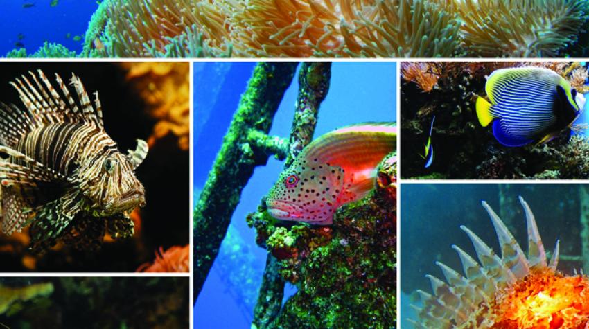 Различные морские виды. © Lisa Carne/Marine Photobank