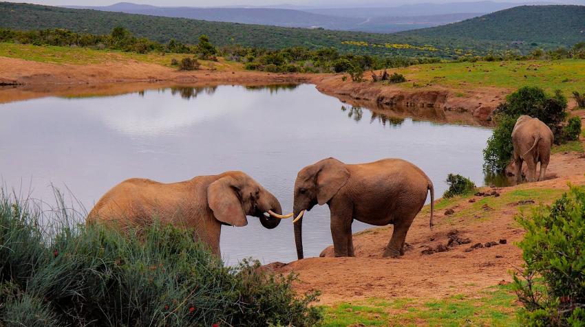 الأفيال في جنوب أفريقيا، 2 كانون الأول/ ديسمبر 2017.  Krisztina Papp/Pixabay