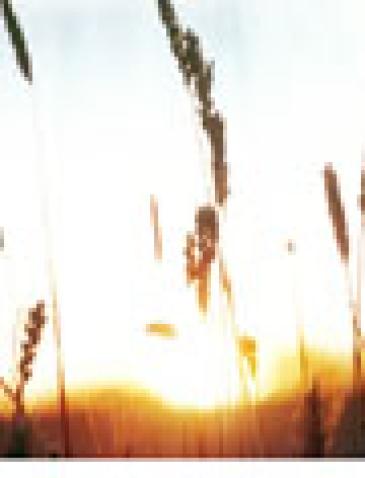  Farming-for-Development-Wheat-Field-iIn-North-Dakota-UN-Photo-Forte1