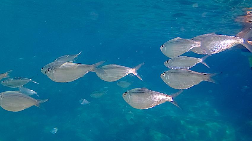Fish swimming in the ocean in Florida, United States