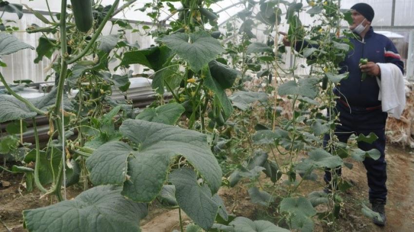Tomato and cucumber plots inside the Jelondi greenhouse at 3,480m elevation (Photo: UCA)