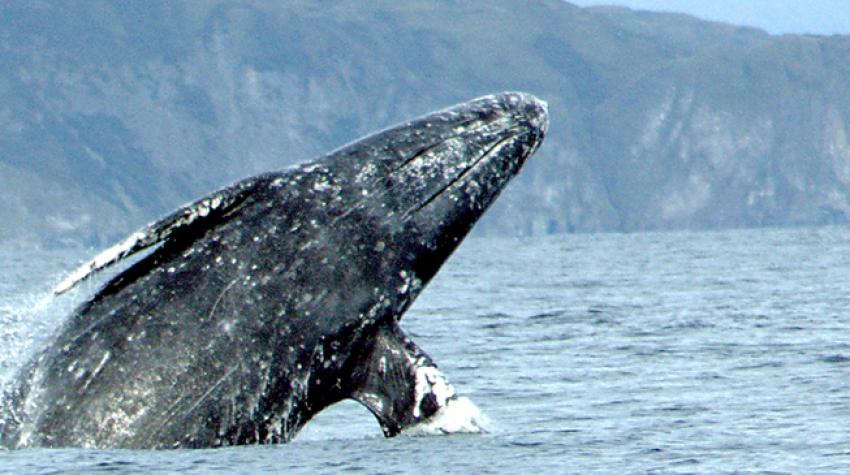 Grey whale breaching.  2 September 2005. © Merrill Gosho, NOAA