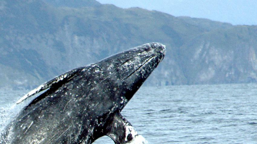 Серый кит выпрыгивает из воды. 2 сентября 2005 года. © МЕРРИЛЛ ГОШО, НОАА 