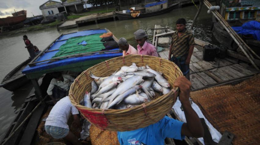More than 17 million people work in the fisheries sector in Bangladesh (Photo: FAO / Munir Uz Zaman)